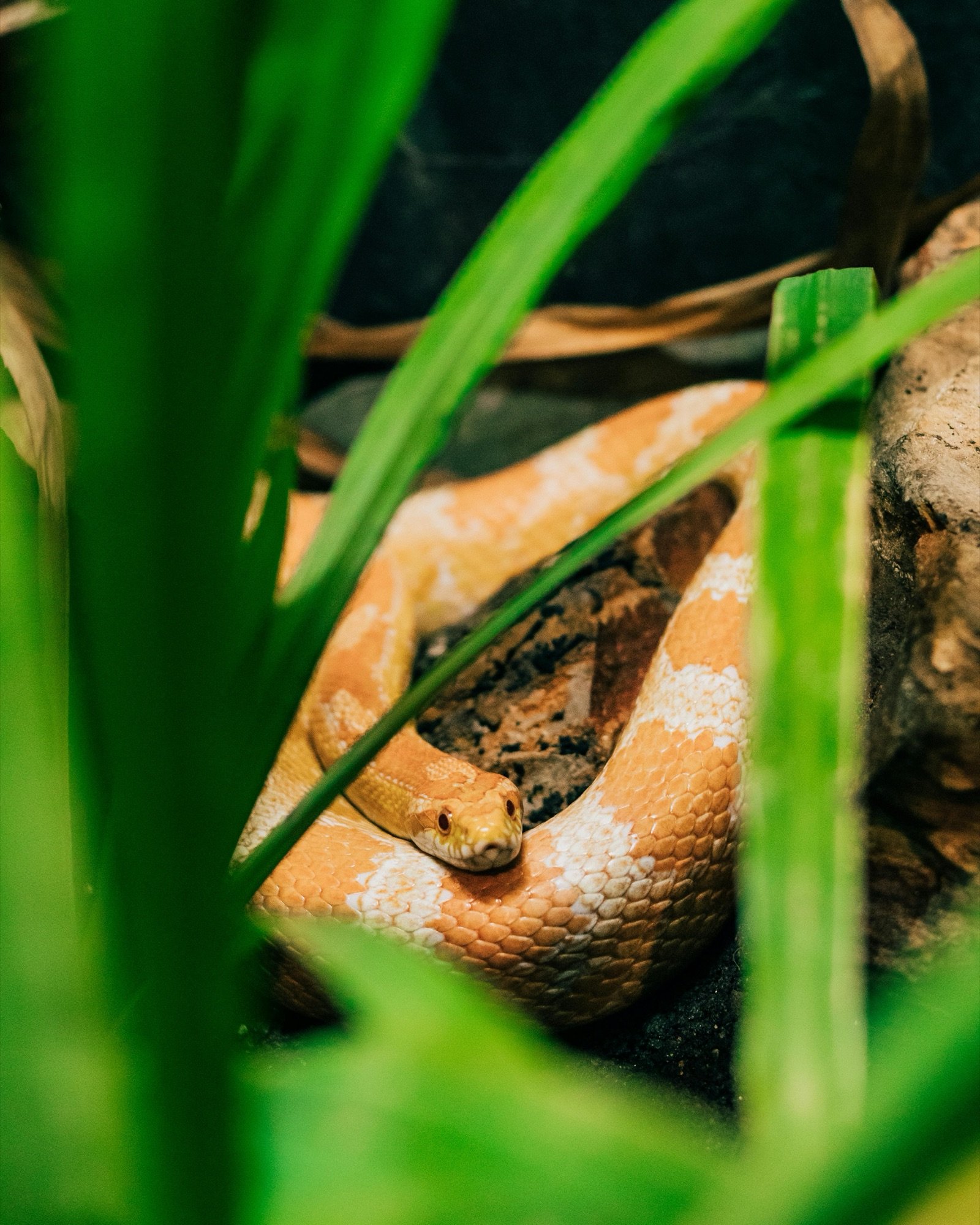 Exotic animal care
