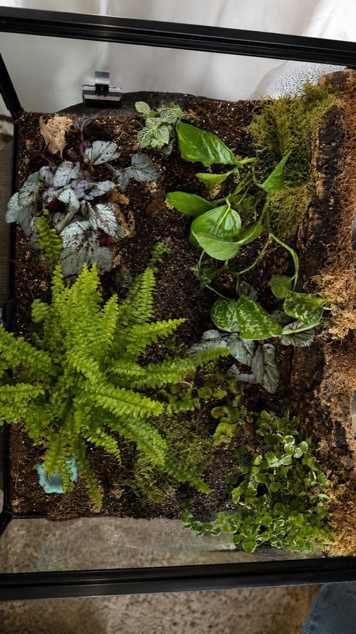 Terrarium build 4