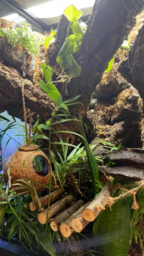 Terrarium build 2