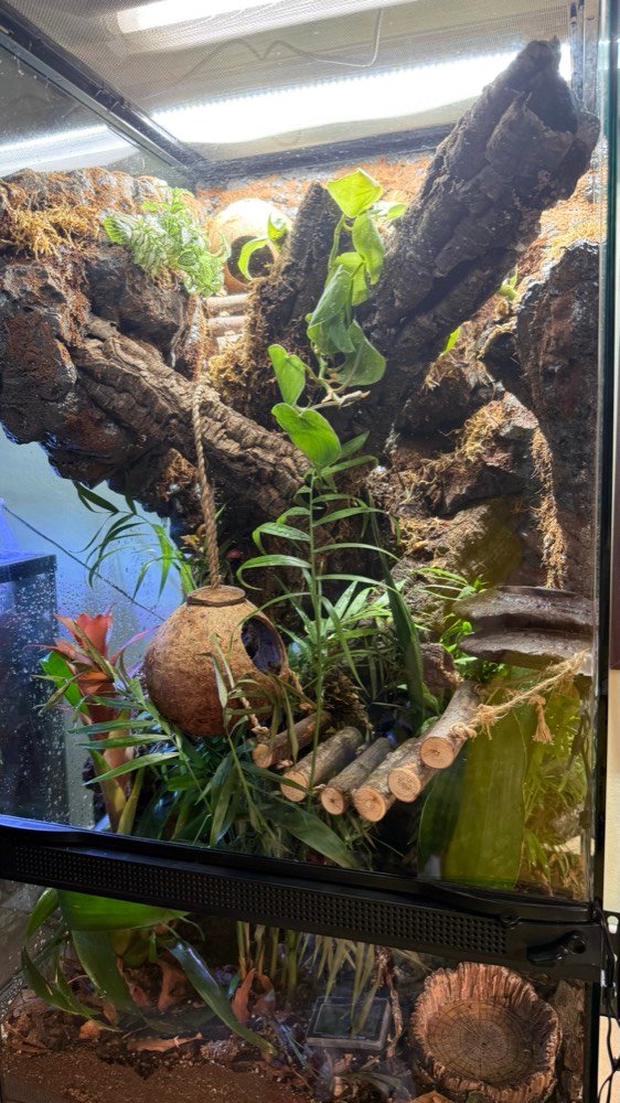 Bioactive terrarium example
