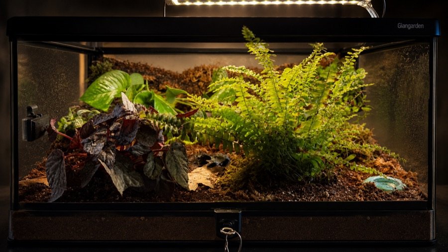 Terrarium background